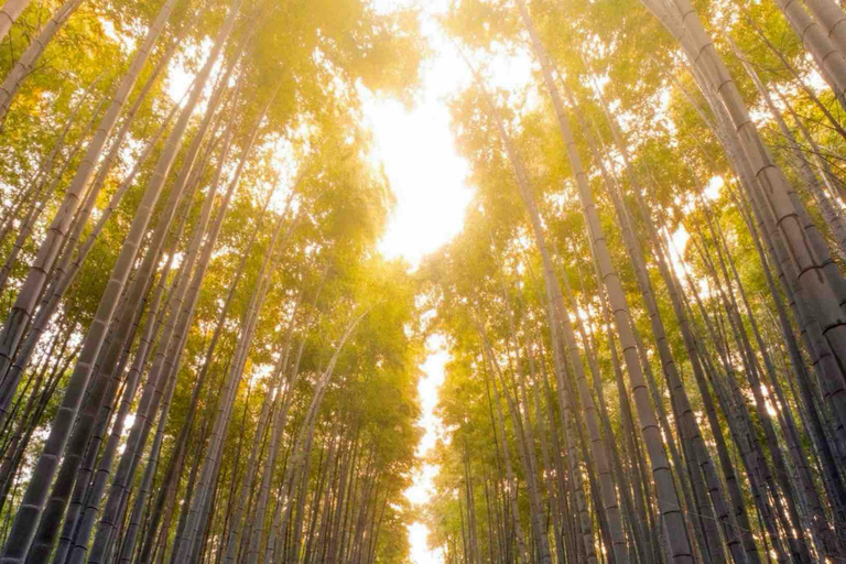 Kyoto & Nara: Private Guided Tour with Hotel Pickup