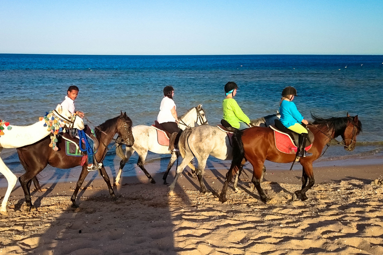 El Gouna : Randonnée à cheval dans le désert et la mer avec baignade en option1 heure de quad + 1 heure d&#039;équitation — Combo double aventure