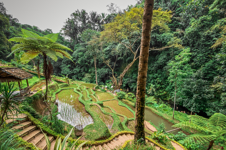 Bali: Tour del villaggio di Taro e del tempio dell&#039;acqua di sorgente sacraTour del Tempio dell&#039;Acqua Santa con trasporto da Ubud