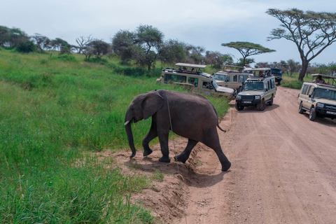 Arusha: 3-Day Private Safari Tour
