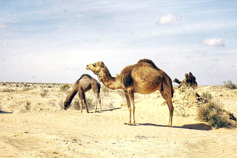 6 Días de Emociones: Aventura en Jeep al Corazón del Desierto