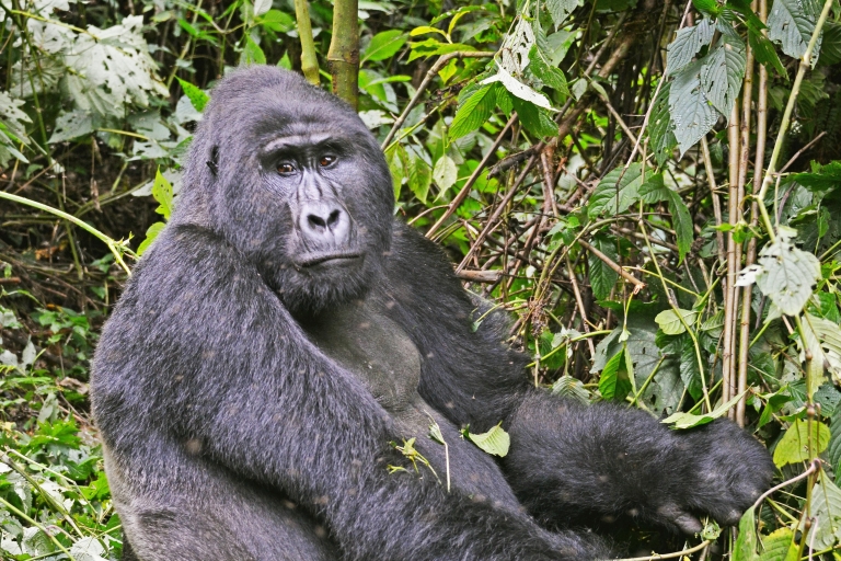 6-dniowe safari habituacyjne goryli i szympansów