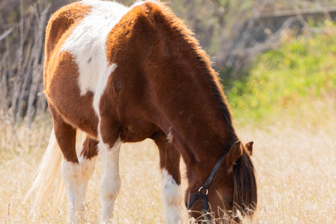 Isla de Porto Santo: Paseos a caballo180 min Aventura