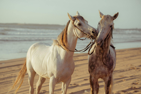 Aruba: Private Sunset Horseback Ride to Hidden Lagoons