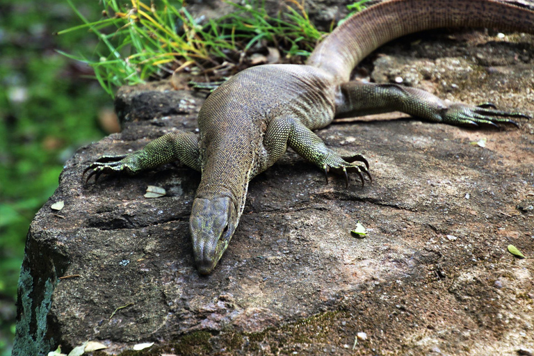 Tour di 2 giorni in Sri Lanka: 3 incredibili parchi nazionali + safari sui fiumi