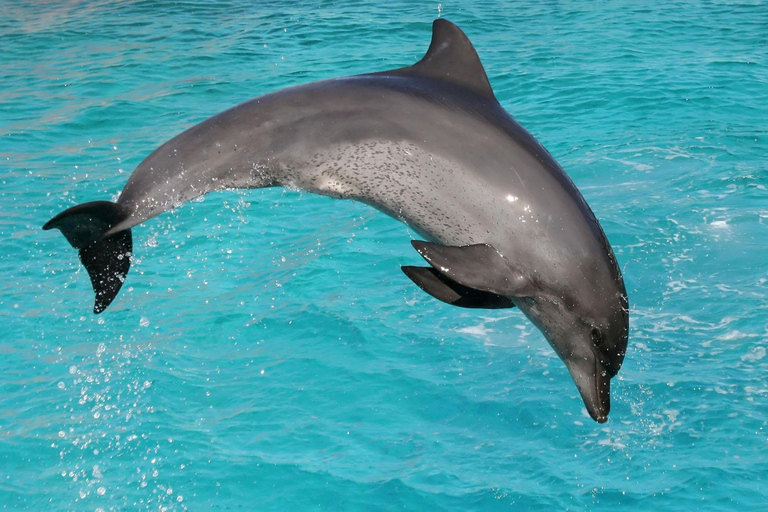 Wasini Island Snorkeling and Dolphin Tour with Lunch