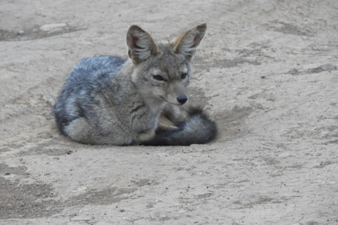 Private Nairobi National Park Drive in 4*4 landcruiser