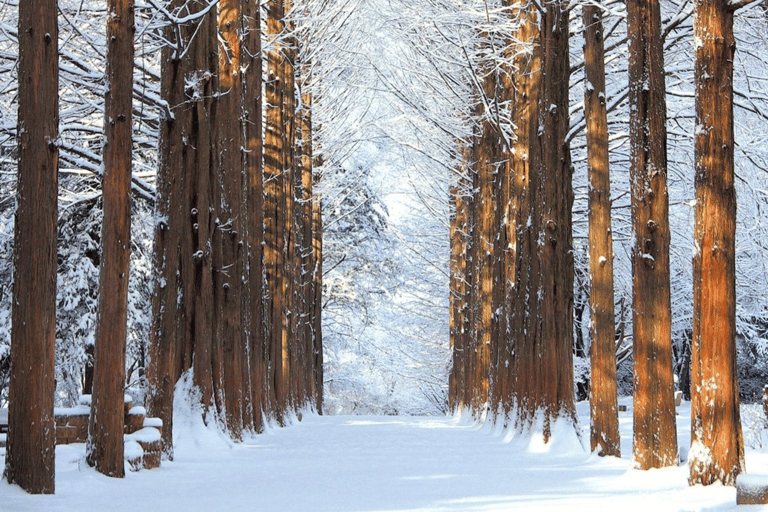 Seoul: SnowyLand in Vivaldi Park with Nami or Alpaca Group Tour with Alpaca World from Hongik University Station