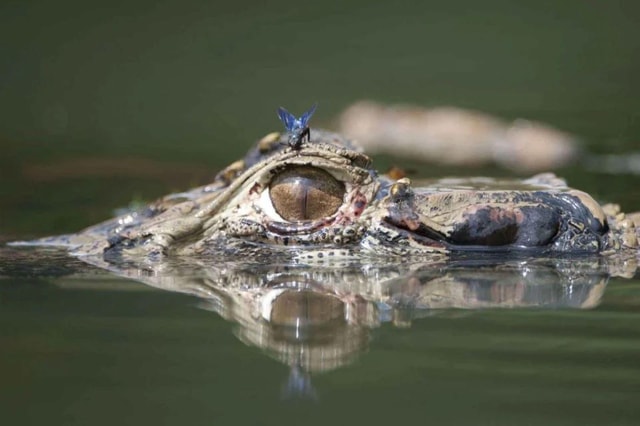 Tambopata: Caiman Safari + Macaw Clay Lick 2 Days