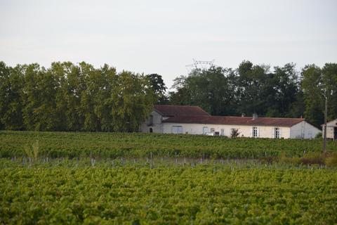 Bordeaux : In the heart of an organic family vineyard