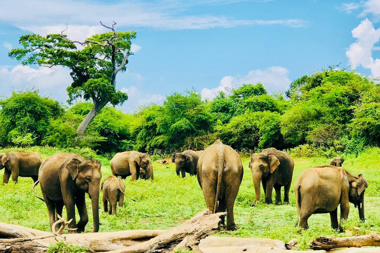 Private Udawalawe Safari & Lakeside Nature Break