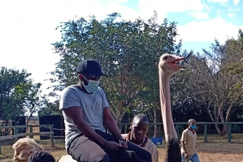 Nairobi: Ostrich Riding Experience