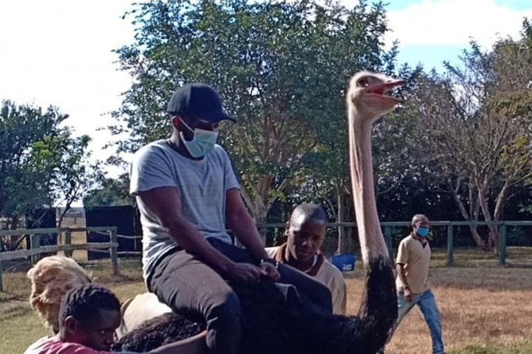 Nairobi: Ostrich Riding Experience