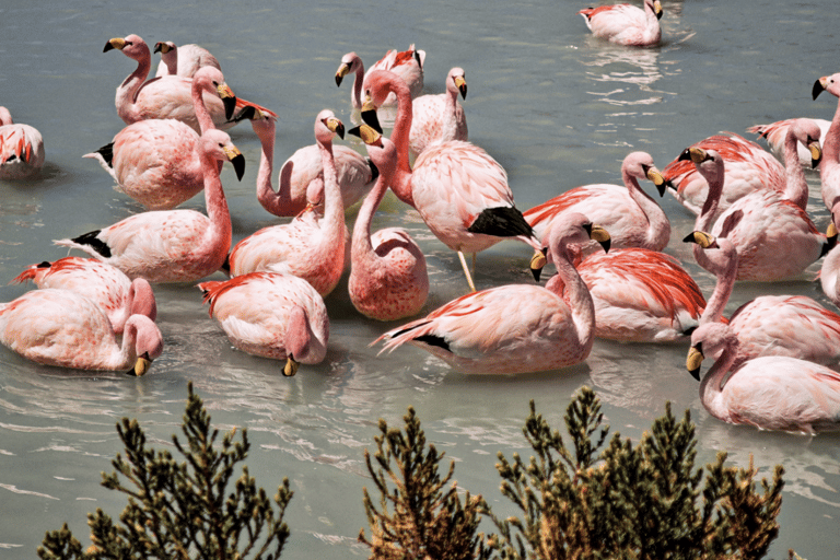 Uyuni: Full-day Flamingo tour Uyuni: Full-day Flamingo Tour