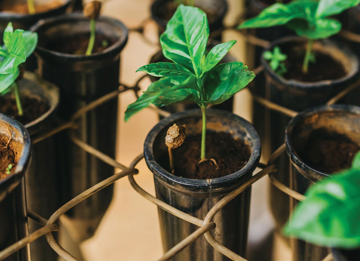 Alajuela: Guidet tur til kaffeplantage med smagning