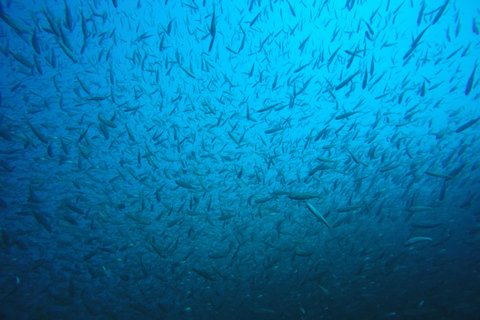 Lago Ohrid: prueba el buceo en la Bahía de los Huesos.Lago Ohrid: prueba el buceo en la Bahía de los Huesos