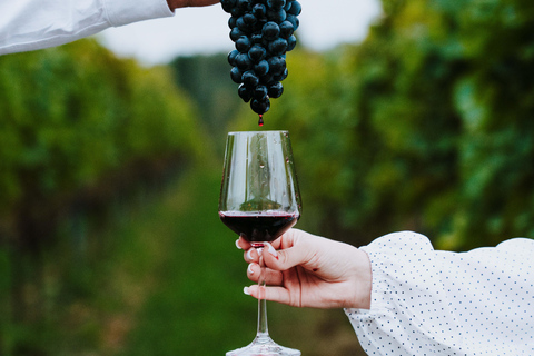Krakow: Vineyard Tour with Wine Tasting & Dinner Extended Tasting