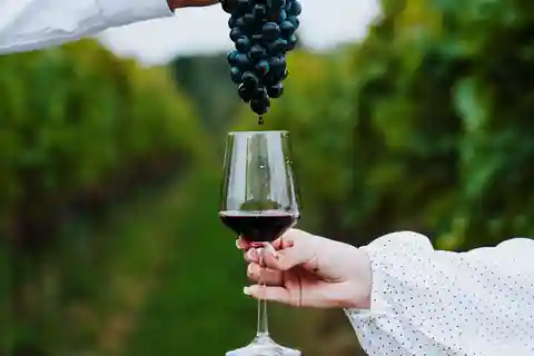 Krakow: Vineyard Tour with Wine Tasting and Dinner