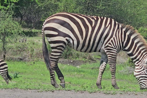 Arusha: Lake Manyara National Park Full-Day Tour