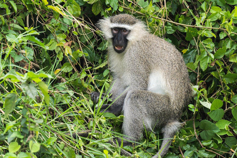 Zanzibar: 3-Day Mikumi National Park Safari with Free Pickup