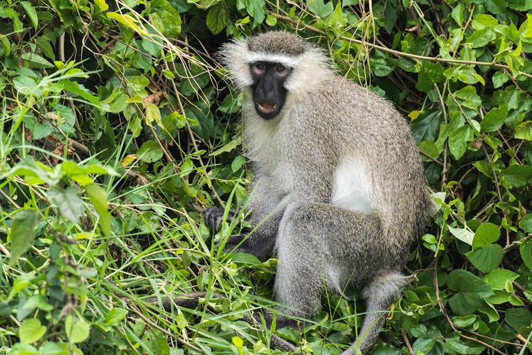 Zanzibar: 3-Day Mikumi National Park Safari with Free Pickup