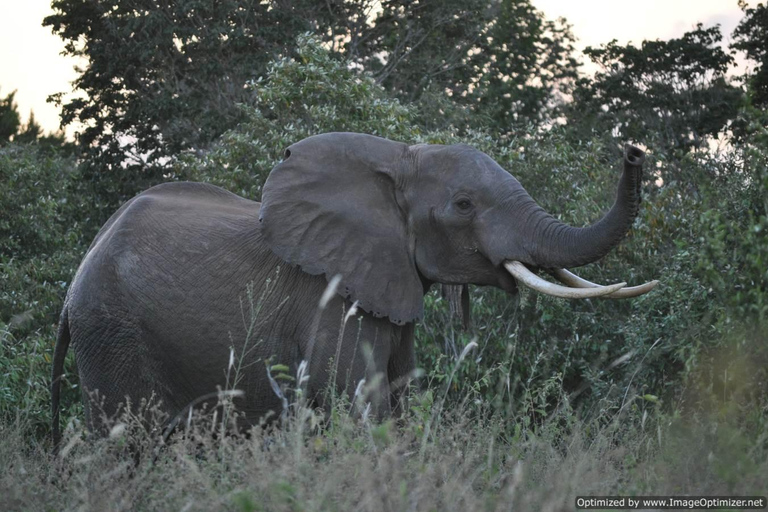 Dagvullende tour door de Shimba heuvels met Shifoga natuurpad