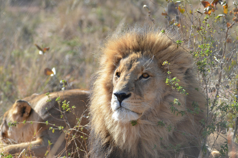 Kaapstad Big 5 Safari-dagtour met ophaalservice vanaf je hotel en GameDriveBeleef een spannende Big-5 safari in Kaapstad
