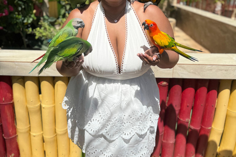 Exotic bird tour and Souvenir Shopping from Montego Bay