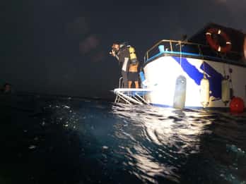 Larnaca: Zenobia Wreck Night Dive-certifiering med SSI