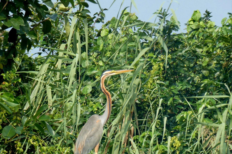 Negombo To Muthurajawela Wetlands Bird Watching Boat Tour