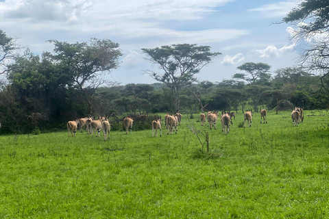 Entebbe: Nationaal Park Lake Mburo, Equator Tour &amp; Rondvaart