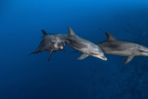 Boat Trip: Dolphin & Whale Watching Sailing Tour 11 Pax Max Boat Trip: Dolphin & Whale Watching Sailing Tour 11 Pax Max