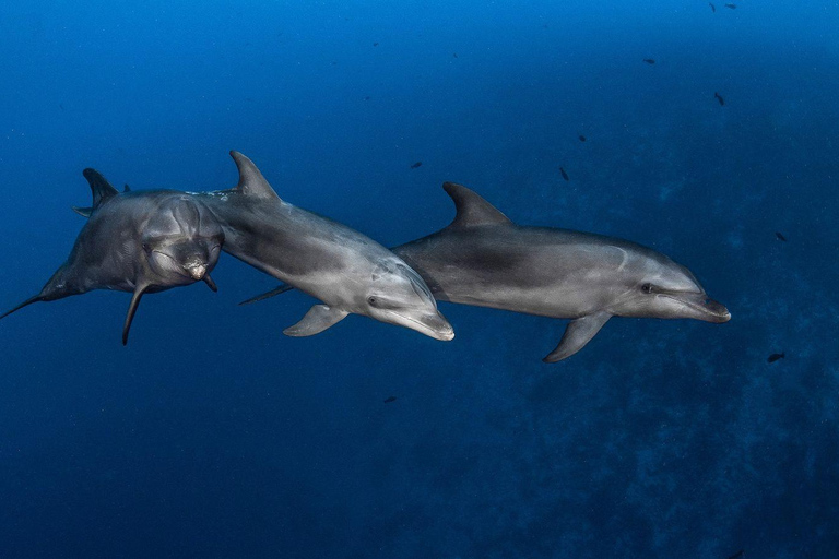 Boat Trip: Dolphin & Whale Watching Sailing Tour 11 Pax Max Boat Trip: Dolphin & Whale Watching Sailing Tour 11 Pax Max