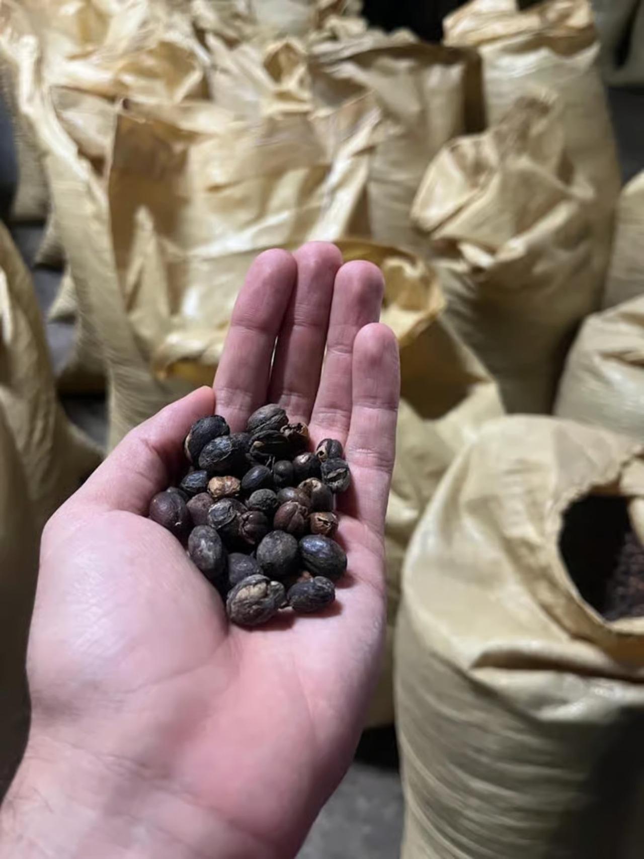 Kaffeetour durch die Monte Alto-Fabrik: Jarabacoa-Erlebnis