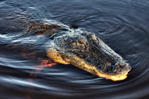 Miami Combo: Everglades Adventure and Sightseeing Tour Combo - Downtown Miami pickup
