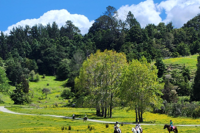 Auckland: Honey Center, Horse Riding & Sheep World Tour