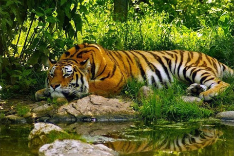 From Delhi: Tiger Safari and Golden Triangle Tour Transport, Guide, Ticket & 4 Star Hotel with Daily Breakfast