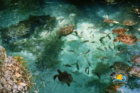 نونغوي: اسبح مع السلاحف في أكواريوم بركة واستمتع برحلة على قارب الداو وقت غروب الشمس