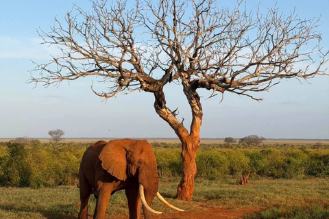 Mombasa: 3-Day Tsavo East/West & Kilimanjaro Views Safari