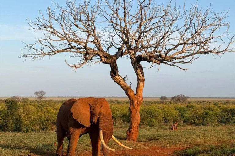 Mombasa: 3-Day Tsavo East/West & Kilimanjaro Views Safari