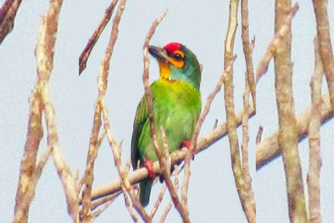 From Galle/Mirissa: Kalametiya Bird Sanctuary Boat Safari Hambantota: Kalametiya Bird Sanctuary Boat Safari-Private