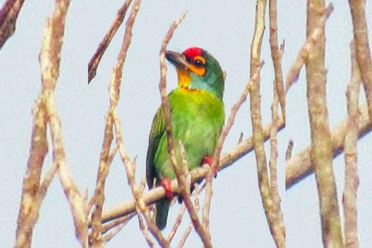 From Galle/Mirissa: Kalametiya Bird Sanctuary Boat Safari Hambantota: Kalametiya Bird Sanctuary Boat Safari-Private