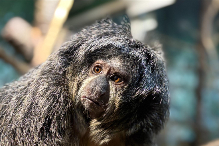 Toronto: Toronto Zoo Entry Ticket