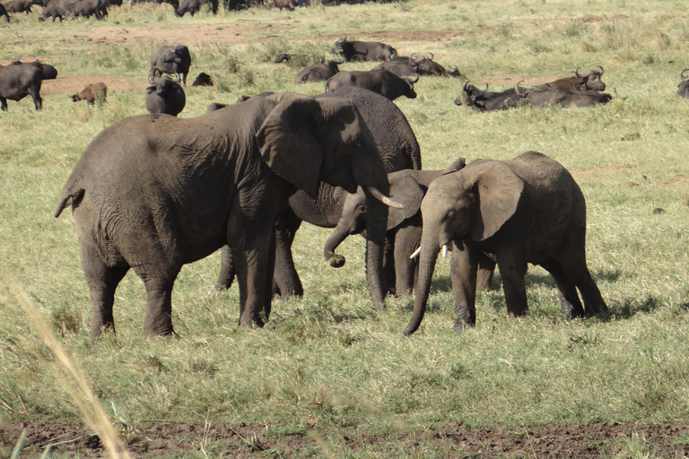 Safari de 4 jours en Ouganda avec les gorilles au départ de Kigali