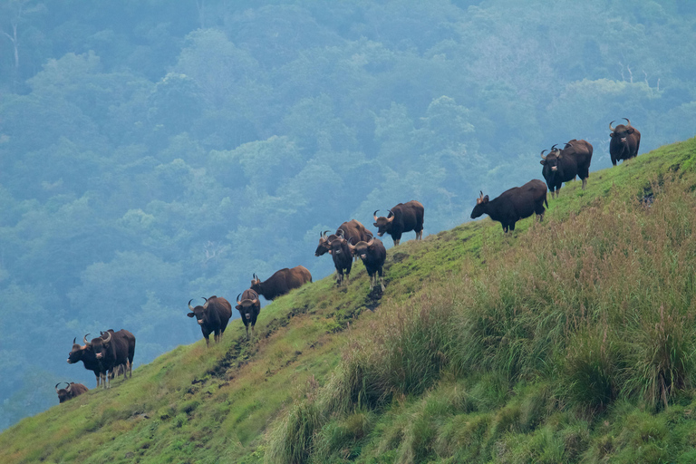 Overnight, Periyar Wildlife Tour with Elephant Bath