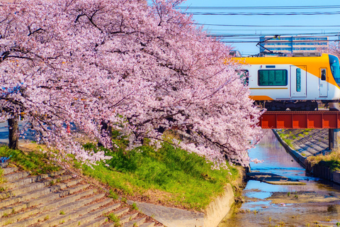 Nara Cherry Blossom Highlights Spring Day Tour from Osaka Shared Tour, Meet at Tsurutontan Soemoncho