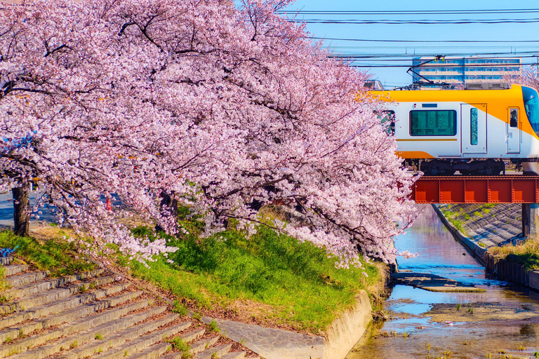 Nara Cherry Blossom Highlights Spring Day Tour from Osaka Shared Tour, Meet at Tsurutontan Soemoncho