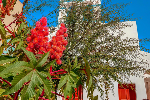 Santorini: Excursão de ônibus turístico tradicional com pôr do sol em OiaExcursão em Inglês e Francês