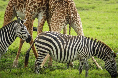 Arusha National Park Tagesausflug