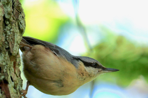 May 2025 Denmark: Birding Tour with Skagen Fuglefestival